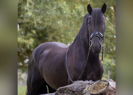 Fries paard, Ruin, 9 Jaar, 170 cm, Zwart