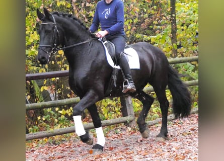Fries paard, Ruin, 9 Jaar, 170 cm, Zwart