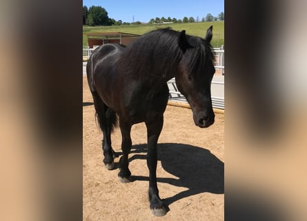Friesen, Hengst, 2 Jahre, 165 cm, Rappe