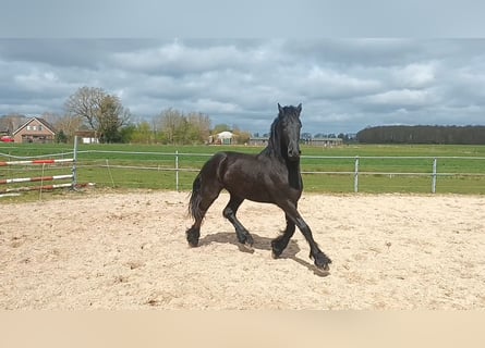 Friesen, Hengst, 2 Jahre, 165 cm, Rappe