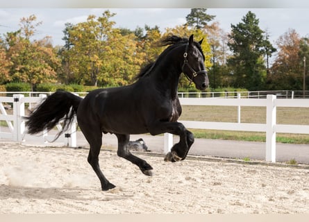 Friesen, Hengst, 3 Jahre, 162 cm, Rappe