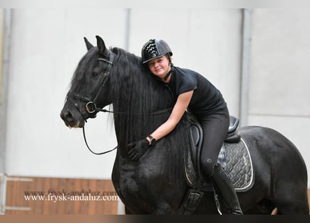 Friesen, Hengst, 3 Jahre, 162 cm, Rappe