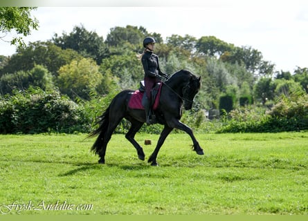 Friesen, Hengst, 3 Jahre, 163 cm, Rappe