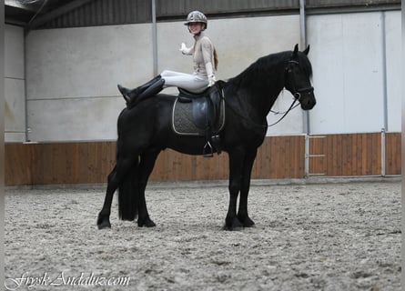 Friesen, Hengst, 3 Jahre, 164 cm, Rappe