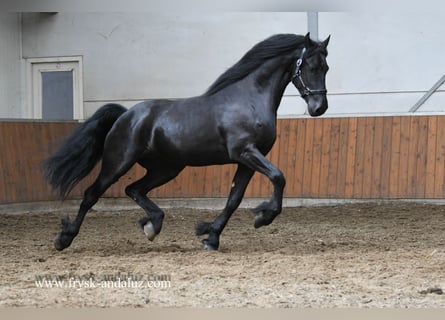 Friesen, Hengst, 3 Jahre, 164 cm, Rappe