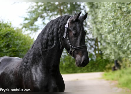 Friesen, Hengst, 3 Jahre, 165 cm, Rappe