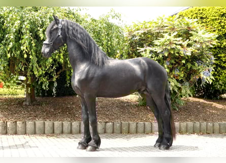 Friesen, Hengst, 3 Jahre, 166 cm, Rappe