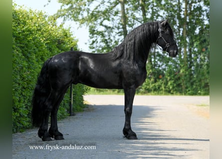 Friesen, Hengst, 3 Jahre, 166 cm, Rappe