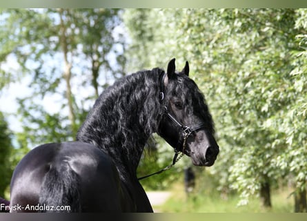 Friesen, Hengst, 3 Jahre, 168 cm, Rappe