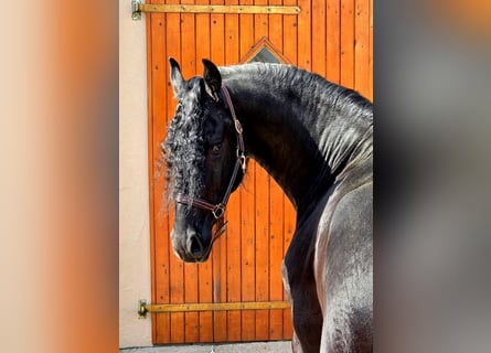 Friesen, Hengst, 3 Jahre, 168 cm, Rappe