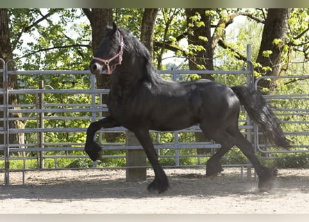Friesen, Hengst, 3 Jahre, Rappe