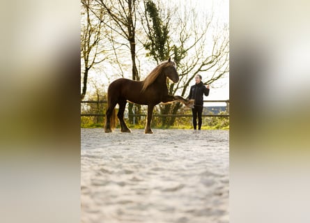 Friesen, Hengst, 4 Jahre, 157 cm, Dunkelfuchs