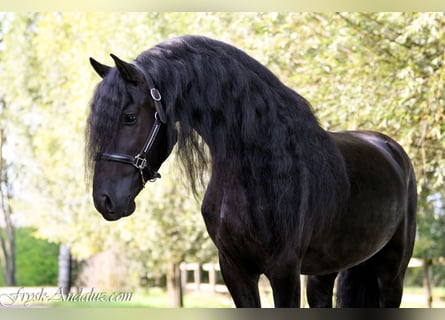 Friesen, Hengst, 4 Jahre, 165 cm, Rappe