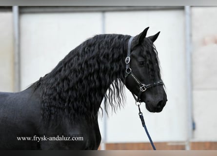 Friesen, Hengst, 4 Jahre, 166 cm, Rappe