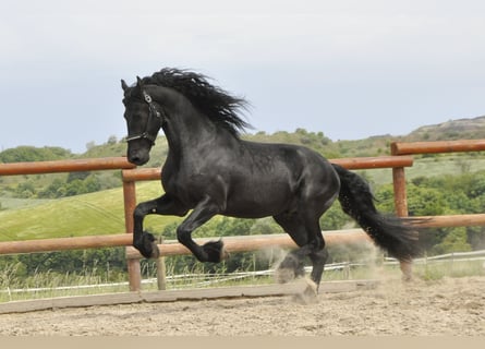 Friesen, Hengst, 4 Jahre, 167 cm, Rappe