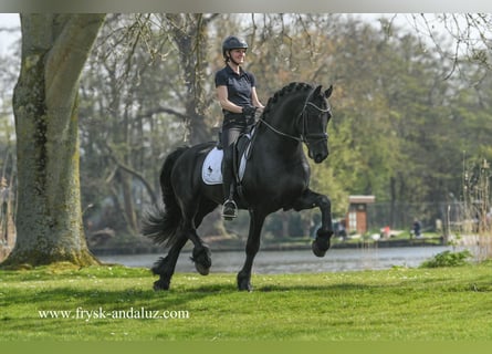 Friesen, Hengst, 4 Jahre, 170 cm, Rappe