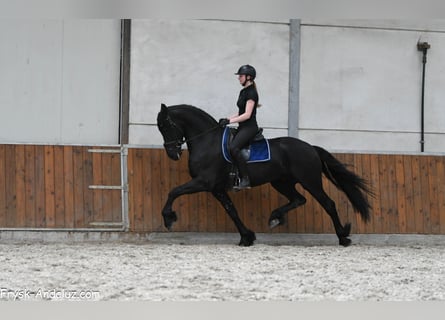 Friesen, Hengst, 4 Jahre, 170 cm, Rappe