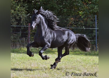 Friesen, Hengst, 5 Jahre, 158 cm, Rappe