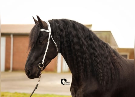 Friesen, Hengst, 5 Jahre, 163 cm