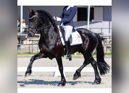 Friesen, Hengst, 5 Jahre, 163 cm, Rappe