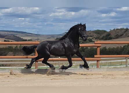 Friesen, Hengst, 5 Jahre, 165 cm, Rappe