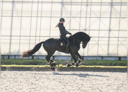 Friesen, Hengst, 5 Jahre, 170 cm, Rappe