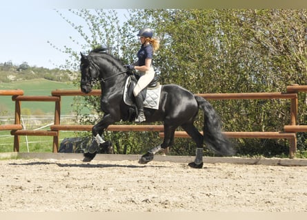Friesen, Hengst, 6 Jahre, 165 cm, Rappe