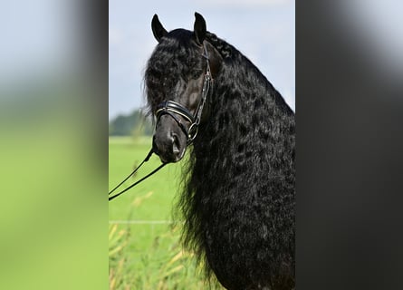 Friesen, Hengst, 7 Jahre, 163 cm, Rappe