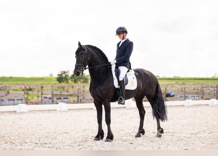 Friesen, Hengst, 7 Jahre, 165 cm, Rappe