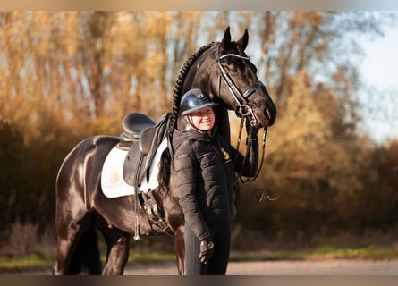 Friesen, Hengst, 7 Jahre, 168 cm