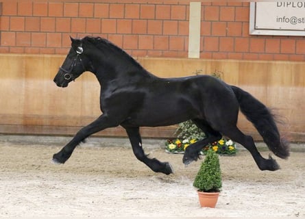 Friesen, Hengst, 11 Jahre, 167 cm, Rappe