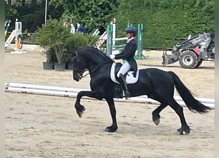 Friesen, Hengst, 13 Jahre, 171 cm, Rappe