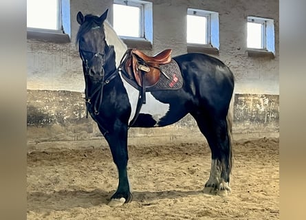 Friesen Mix, Stute, 10 Jahre, 158 cm, Schecke