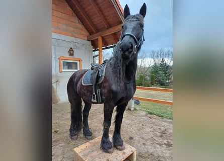 Friesen Mix, Stute, 10 Jahre, 165 cm, Rappe