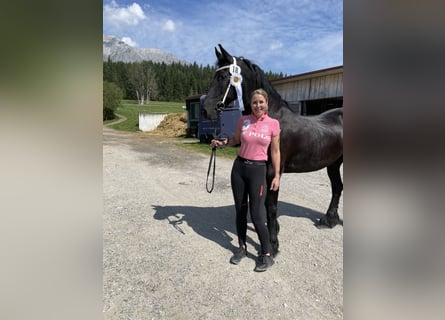 Friesen, Stute, 11 Jahre, 166 cm, Rappe
