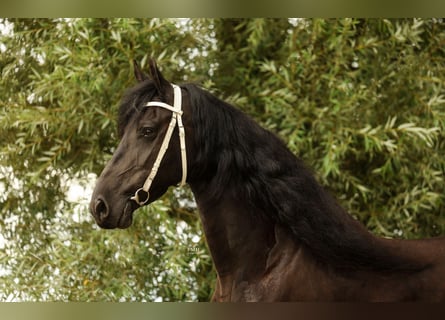 Friesen, Stute, 11 Jahre, 168 cm, Rappe