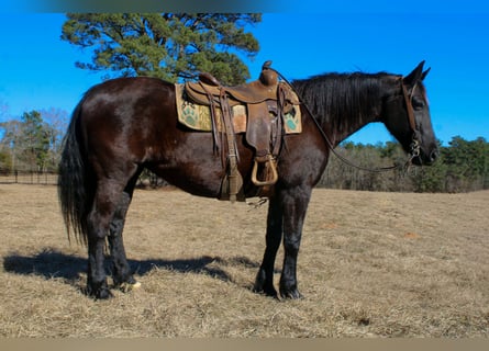 Friesen, Stute, 12 Jahre, 155 cm, Rappe