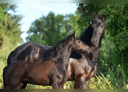 Friesen, Stute, 12 Jahre, 160 cm, Rappe