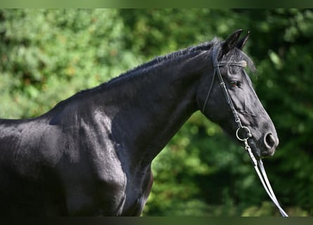 Friesen, Stute, 12 Jahre, 168 cm, Rappe