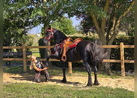 Friesen, Stute, 13 Jahre, 164 cm, Rappe