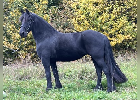 Friesen, Stute, 14 Jahre, 156 cm, Rappe