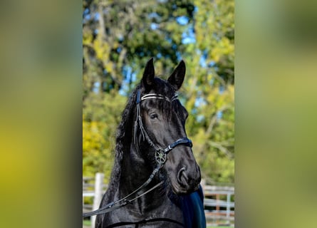 Friesen, Stute, 14 Jahre, 164 cm, Rappe