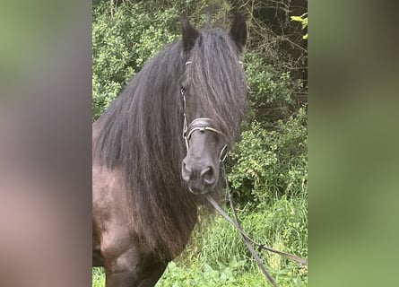 Friesen, Stute, 16 Jahre, 165 cm, Rappe