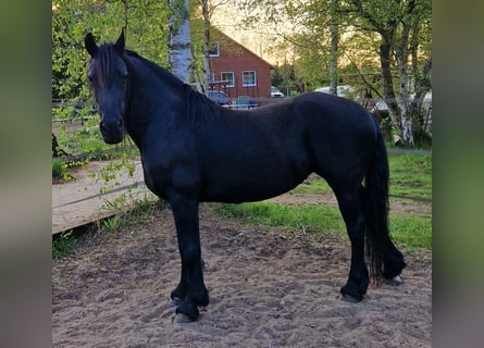 Friesen, Stute, 17 Jahre, 165 cm, Rappe
