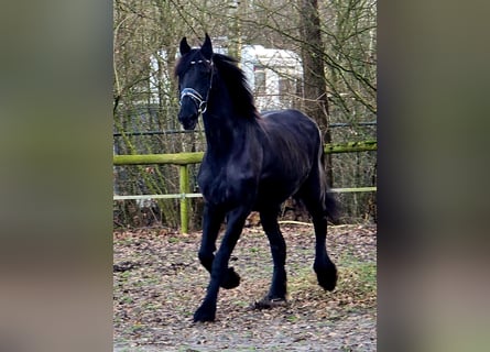 Friesen, Stute, 18 Jahre, 168 cm, Rappe