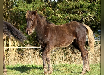 Friesen, Stute, 1 Jahr, 156 cm, Rappe