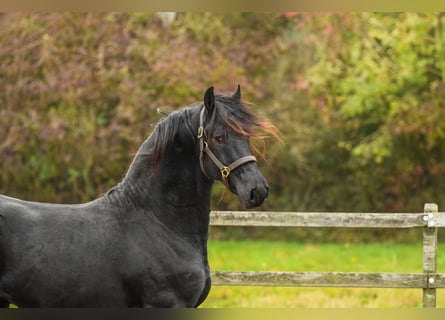 Friesen, Stute, 2 Jahre, 165 cm