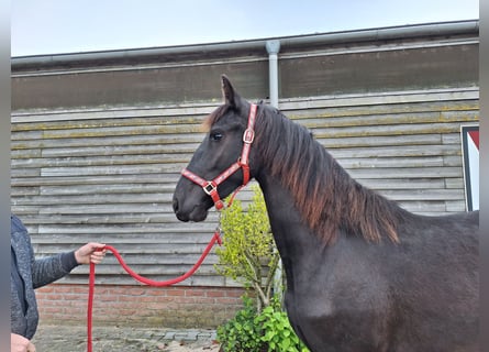 Friesen, Stute, 2 Jahre, 168 cm, Rappe