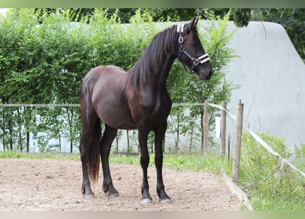 Friesen, Stute, 2 Jahre, Rappe