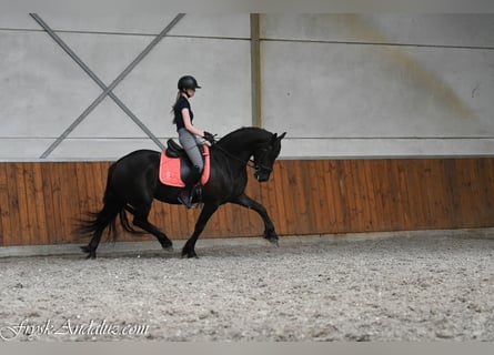 Friesen, Stute, 3 Jahre, 156 cm, Rappe